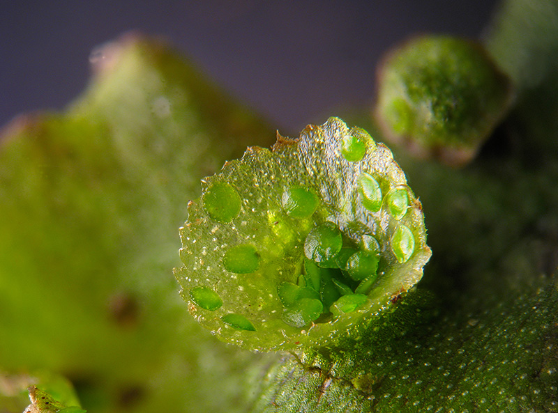 Marchantia polymopha